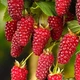 Саджанці Яскрава Ожиномалина Loganberry (Логанберрі) (44845) - зображення 1