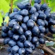 Саженцы Яскрава Виноград кишмиш Осенний Королевский (46345) - изображение 2