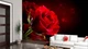 3D Фото Обои PHOTODECOR "Роза над водой" - изображение 1