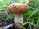 Міцелій Валу, Russula foetens 100 г - зображення 2