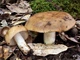 Міцелій Валу, Russula foetens 100 г - зображення 5