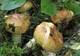 Міцелій Валу, Russula foetens 100 г - зображення 6
