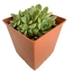 Суккулент Эхеверия Ирия (Echeveria Iria), контейнер 7*7*8 см (s046s) - изображение 1