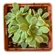 Суккулент Эхеверия Ирия (Echeveria Iria), контейнер 7*7*8 см (s046s) - изображение 2