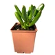 Суккулент Крассула овата Корел (Crassula&nbsp;ovata Coral), контейнер 7*7*8 см (s050s) - зображення 1