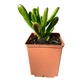 Суккулент Крассула овата Корел (Crassula&nbsp;ovata Coral), контейнер 7*7*8 см (s050s) - зображення 2
