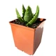 Суккулент Алоэ благородное (Aloe nobilis), контейнер 7*7*8 см (s047s) - изображение 1