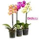 Субстрат Orchiata (Орхіата) кора для орхідей Precision 3-6 мм для фласок, діток орхідей, дендробіумів 1,5 л - зображення 3