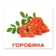 Ламіновані картки Домана "Ягоди" українською - изображение 4