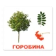 Ламіновані картки Домана "Дерева" українською - изображение 11