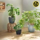 Розумний вазон Lechuza CLASSICO Color ECO 21 сірий - зображення 7