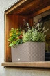 Розумний вазон Lechuza BALCONERA Cottage прямокутний 50 см Бежевий (15446) - изображение 3