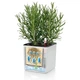 Розумний вазон Lechuza Green Wall Home Kit Color прямокутний 40 см (48 x 15 x 14 ) сірий (13399) - зображення 6