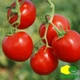 Семена Томат Руфус F1 Leda Agro 20 шт - зображення 4