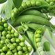 Насіння Горох Джессіка Satimex/Німеччина 20 г - зображення 2