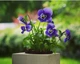 Экокуб Flora Cube фиалка - изображение 2