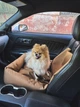 Автокресло автогамак лежак со съемным чехлом для собак и кошек 50х50 см Incor Коричневый (К-52) - изображение 5