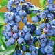 Саджанці Лохини Ханна Чойс ранняя 3 роки С2 - зображення 1