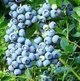 Саженцы Голубики Блюкроп (Bluecrop) средняя 3 года С2 - изображение 1