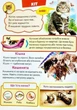 Велика книга знань для малюків подарункова збірка - абетка, лічба, тварини, динозаври, атлас світу, - Володимир Верховень, Наталя Маміна, Любов Яковенко, Юлія Турчина, Ольга Братчук, Наталя Томашевська (9789669472250) - изображение 7