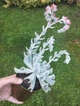 Саджанець Lskm Сукулент Ехеверія Топсі Турві Echeveria Topsy Turvy кімнатна невибаглива красива рідкісна рослина - зображення 2