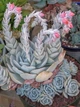 Саджанець Lskm Сукулент Ехеверія Топсі Турві Echeveria Topsy Turvy кімнатна невибаглива красива рідкісна рослина - зображення 3