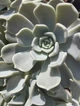 Саджанець Lskm Сукулент Ехеверія Топсі Турві Echeveria Topsy Turvy кімнатна невибаглива красива рідкісна рослина - зображення 4