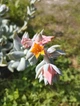 Саджанець Lskm Сукулент Ехеверія Топсі Турві Echeveria Topsy Turvy кімнатна невибаглива красива рідкісна рослина - зображення 5