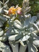 Саджанець Lskm Сукулент Ехеверія Топсі Турві Echeveria Topsy Turvy кімнатна невибаглива красива рідкісна рослина - зображення 6