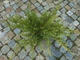 Можжевельник казацкий Tamariscifolia 5л - изображение 3
