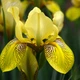 Ірис болотний 'Variegata'. Контейнер 3 л - зображення 1