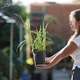 Ірис болотний 'Variegata'. Контейнер 3 л - зображення 4