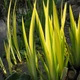 Ірис болотний 'Variegata'. Контейнер 3 л - зображення 7