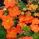 Саженцы Яскрава Лапчатка Orange Star контейнер 0.5 л (41135) - изображение 1