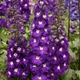 Семена Дельфиниум Кружево, 0,5 г (GL Seeds) - изображение 4