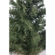Новорічна штучна сосна Black Box Trees Norton 60 см Зелена 8718861152739 - изображение 3
