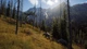 Игра Way of the Hunter Elite Edition для ПК (Ключ активации Steam) - изображение 2
