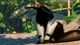 Дополнение Planet Zoo: набор «южная америка» для ПК (Ключ активации Steam) - изображение 5