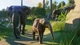 Игра Planet Zoo для ПК (Ключ активации Steam) - изображение 6