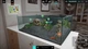 Игра Aquarium Designer для ПК (Ключ активации Steam) - изображение 6