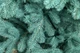 Искусственная ель литая Ковалевская 2,5 м голубая - изображение 7