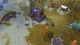 Дополнение Northgard: Sváfnir, Clan of the Snake для ПК (Ключ активации Steam) - изображение 6