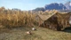 Дополнение TheHunter: Call of the Wild - Duck and Cover Pack - Europe для ПК (Ключ активации Steam) - изображение 5