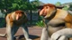 Доповнення Planet Zoo: набор животных Юго-Восточной Азии для ПК (Ключ активації Steam) - зображення 6