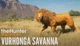 Дополнение TheHunter: Call of the Wild - Vurhonga Savanna - Europe для ПК (Ключ активации Steam) - изображение 1