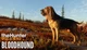 Доповнення TheHunter: Call of the Wild - Bloodhound - Europe для ПК (Ключ активації Steam) - зображення 1