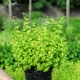 Мята душистая 'Apple Mint'. Контейнер 2 л - изображение 2