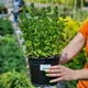 Мята душистая 'Apple Mint'. Контейнер 2 л - изображение 6