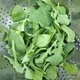 Семена Рукола Широколистная, 1 г (Семена Украины) - изображение 3