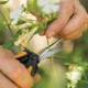 Ножницы Fiskars Solid Micro-Tip SP13 для растений (1051600) - изображение 4